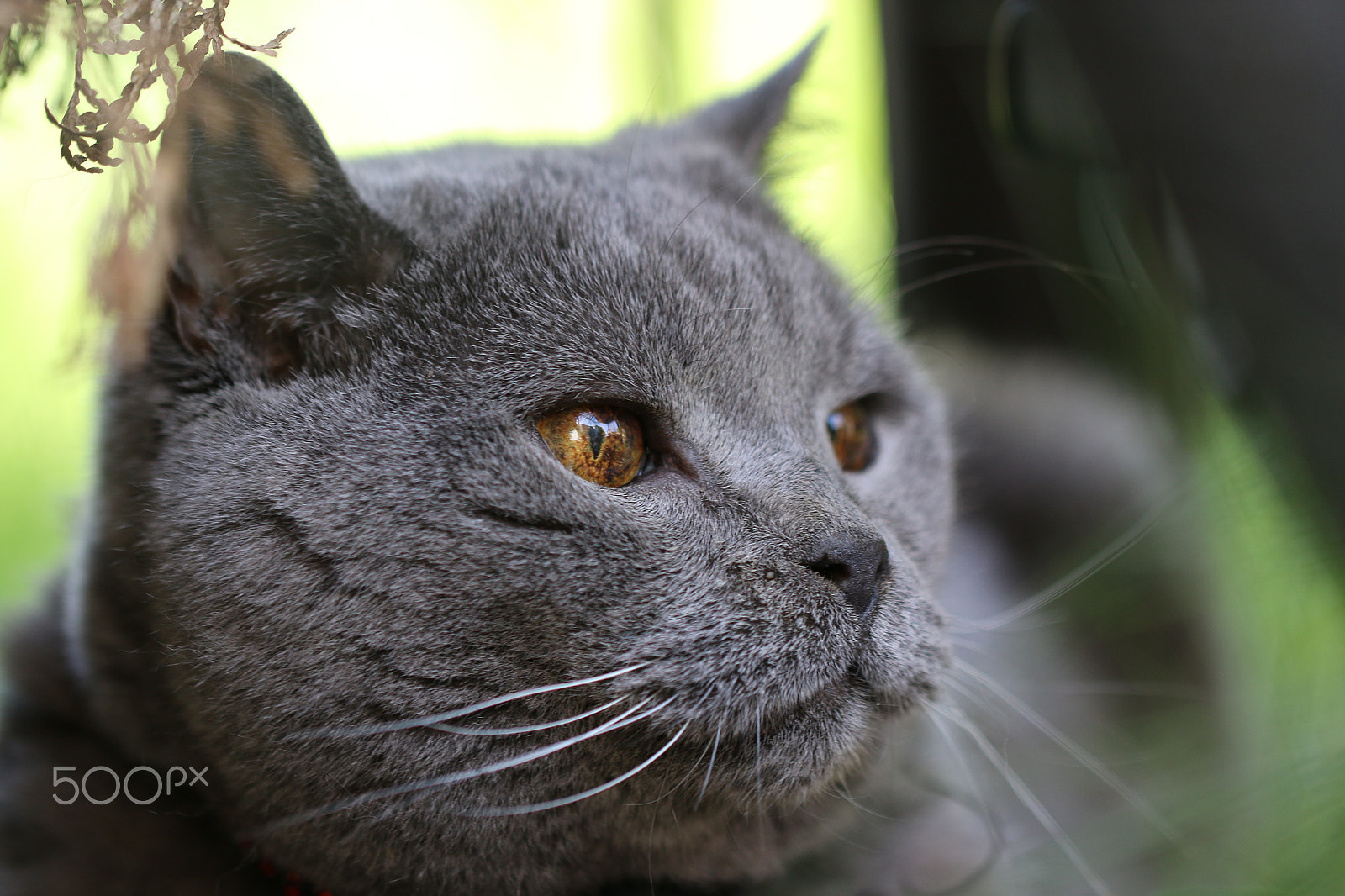 Canon EF 100mm F2.8L Macro IS USM sample photo. Enjoy the spring photography
