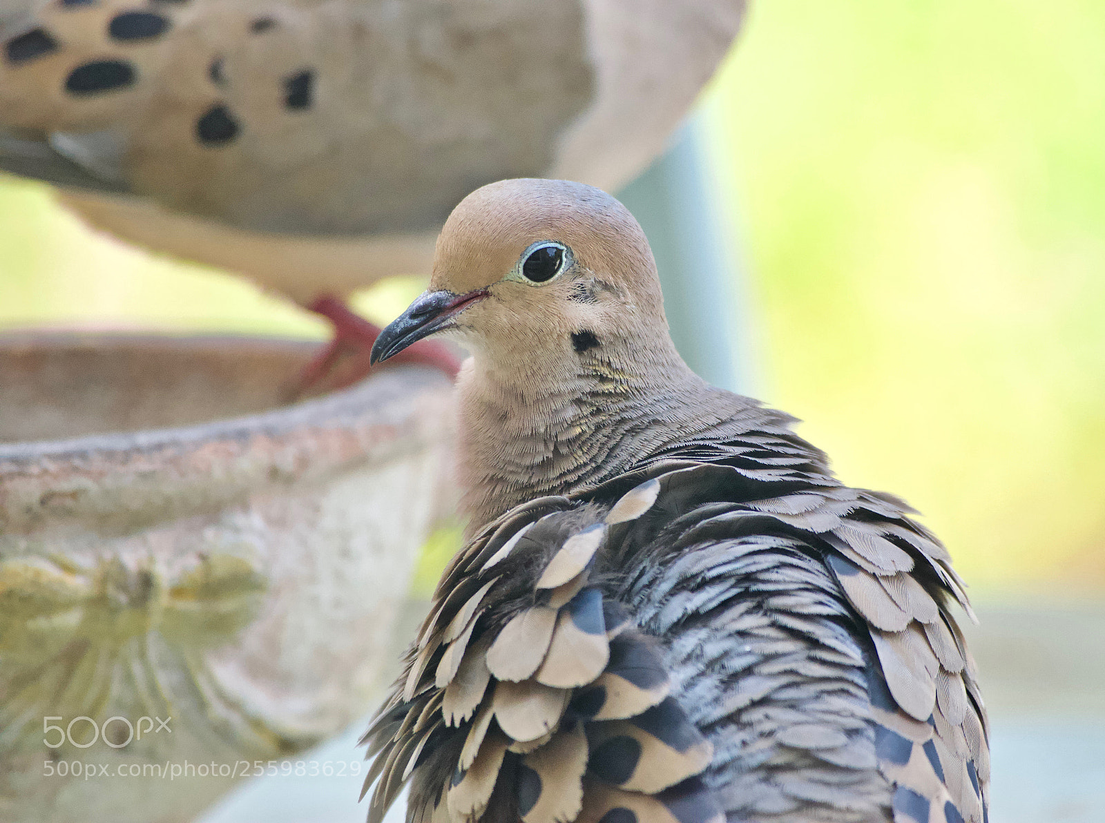 Nikon D3300 sample photo. Blue eyeliner photography
