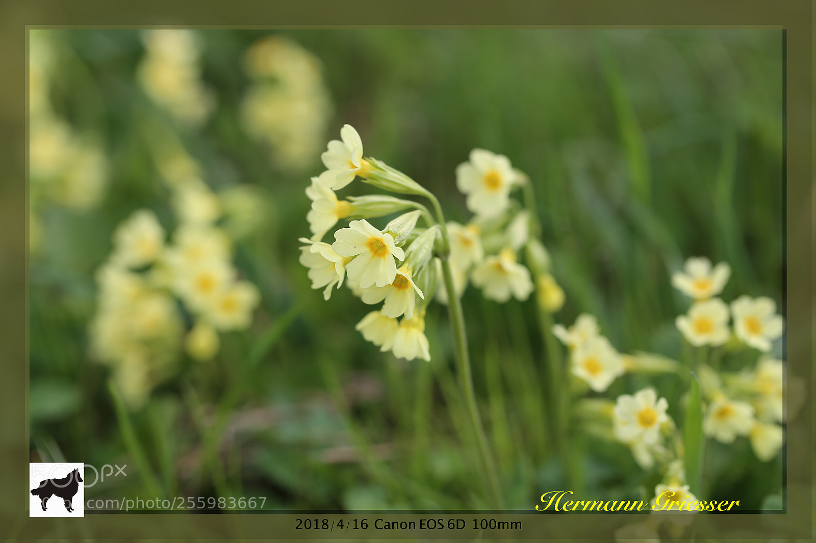 Canon EOS 6D sample photo. Blüten photography