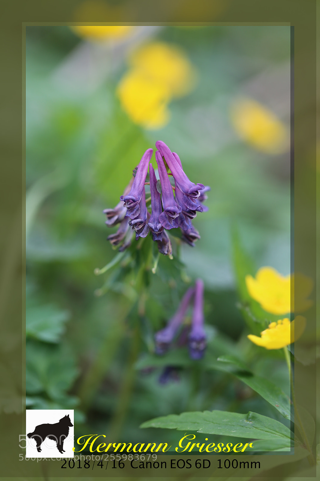 Canon EOS 6D sample photo. Blüten photography