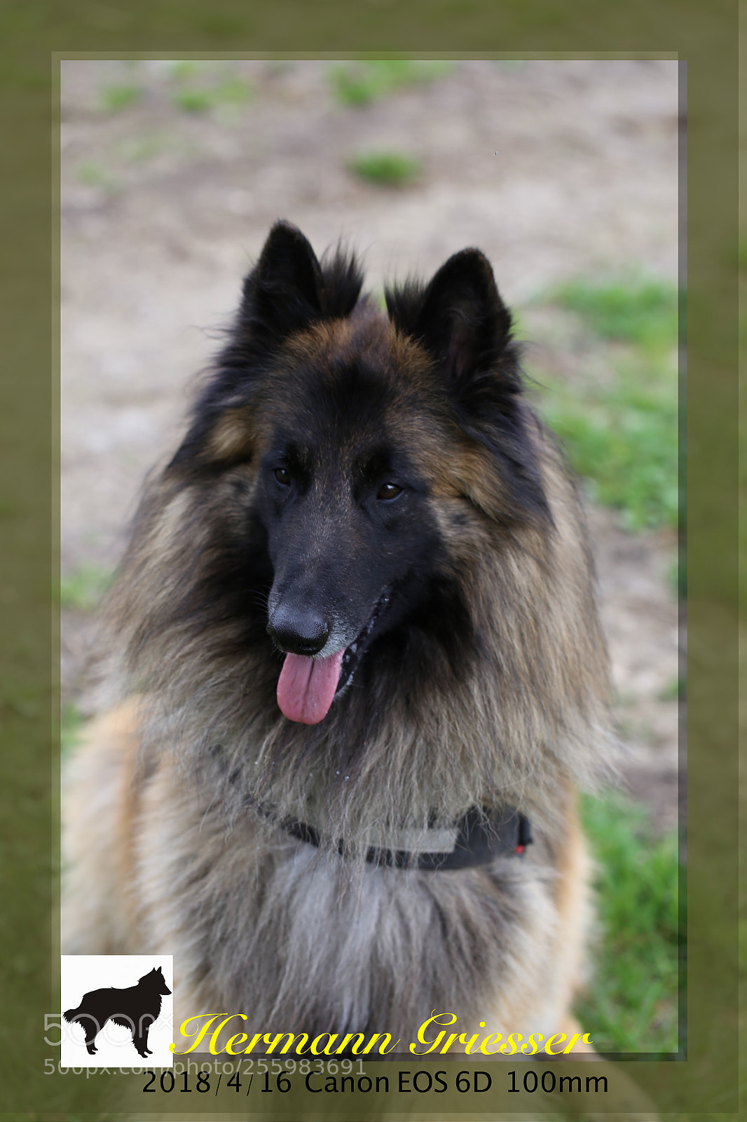 Canon EOS 6D sample photo. My dog photography