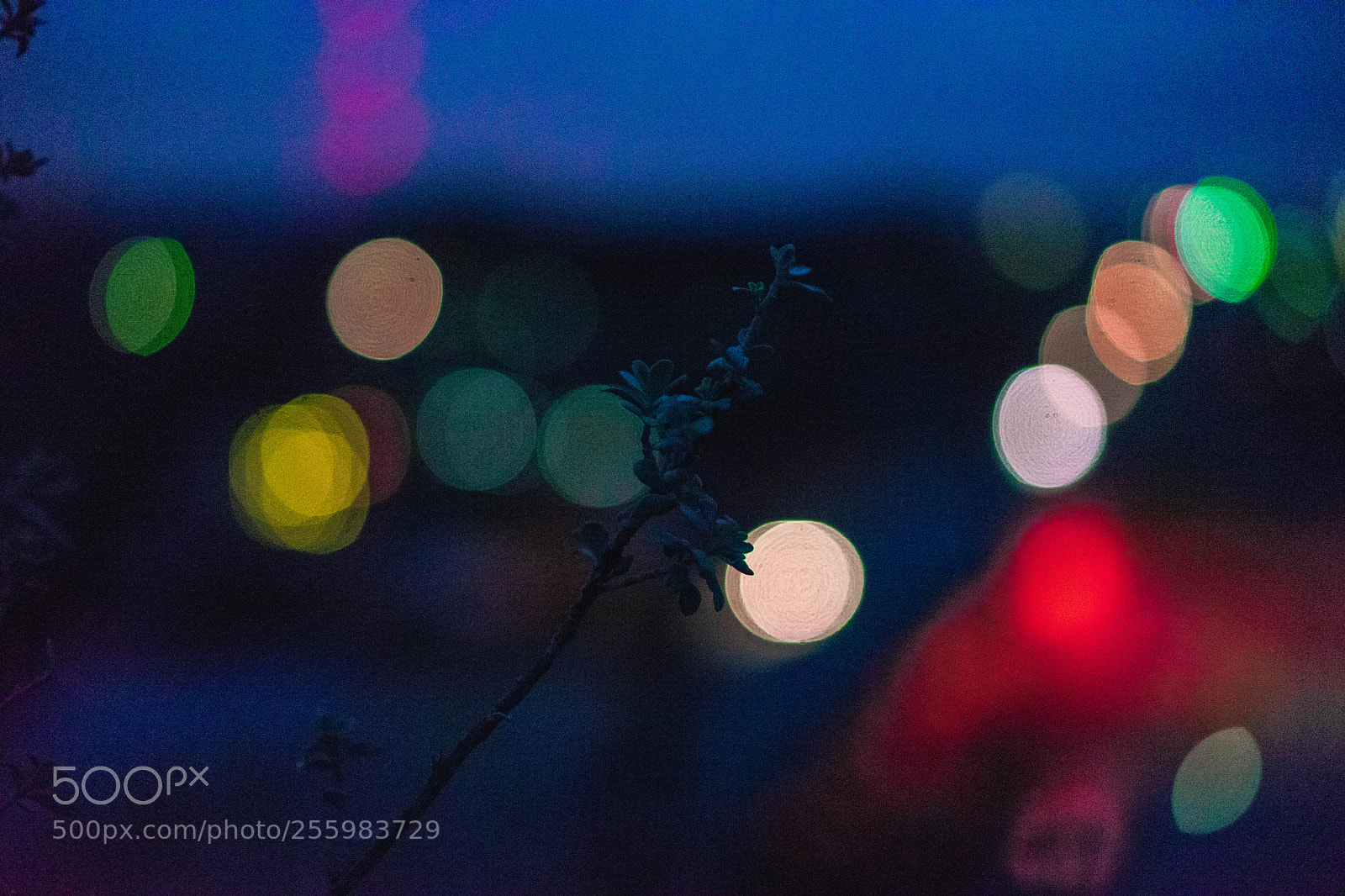 Sony a7 sample photo. Lone branch and bokeh photography