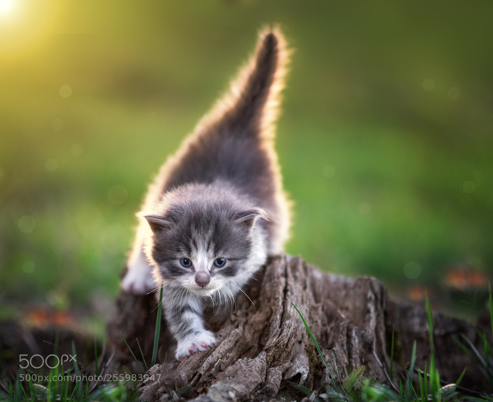 Canon EOS 5D Mark IV sample photo. Kitten climbing over stumps photography