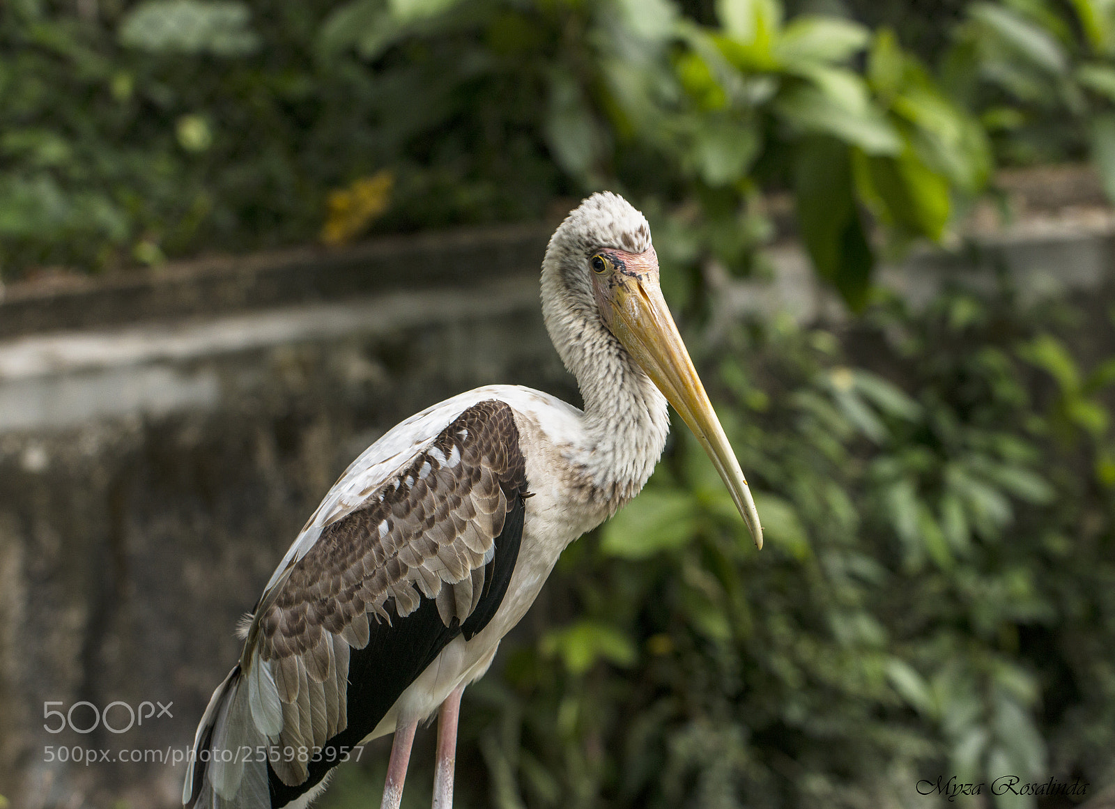 Canon EOS 70D sample photo. Portrait photography