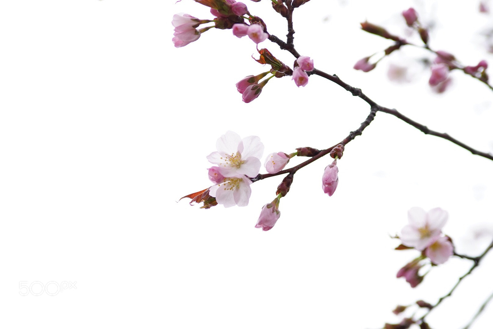 Sony a7R sample photo. 桜咲く昼休み photography