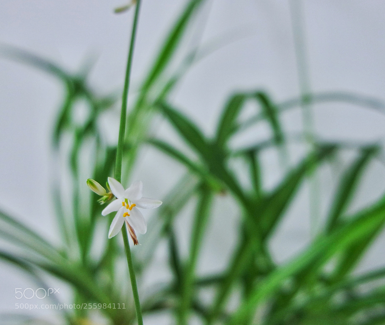 Samsung NX3000 sample photo. Untitled photography