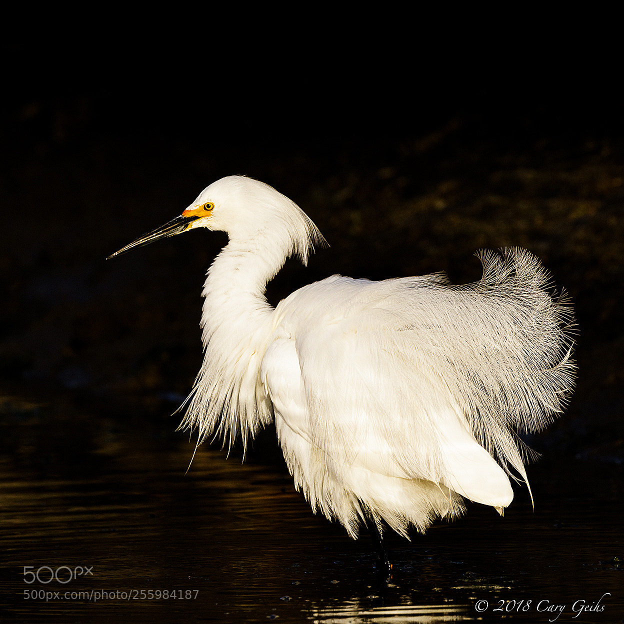 Canon EOS 7D Mark II sample photo. Snowy egret photography