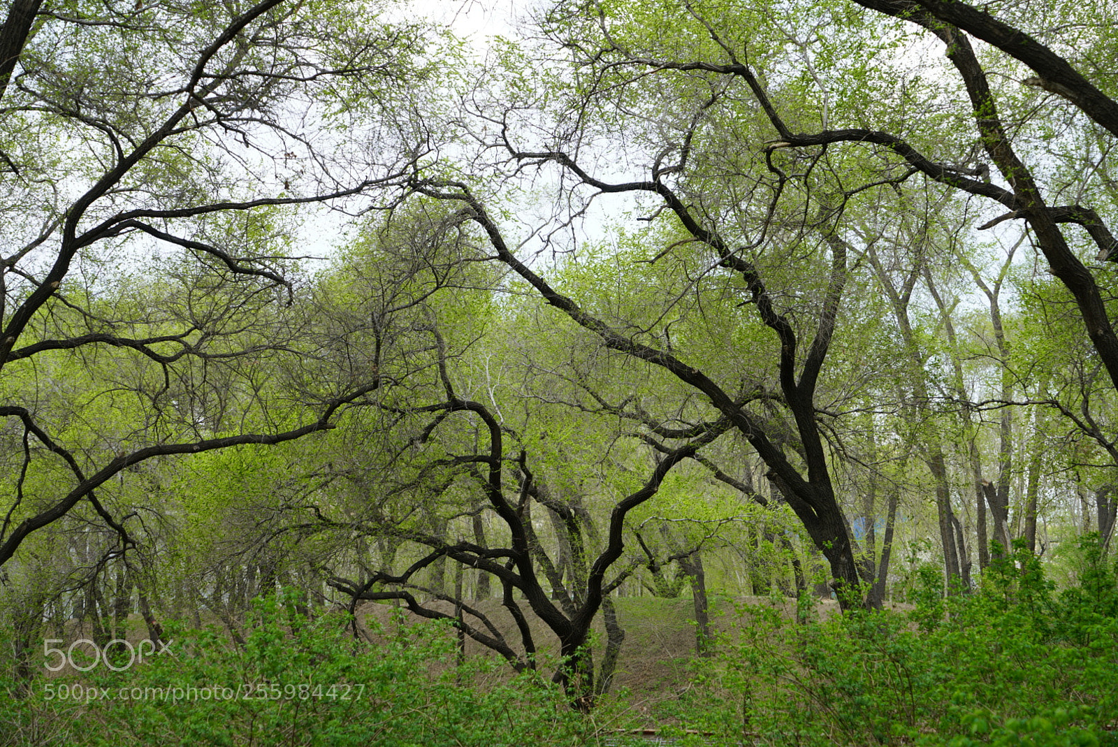 Sony a7R II sample photo. 老树逢春 photography