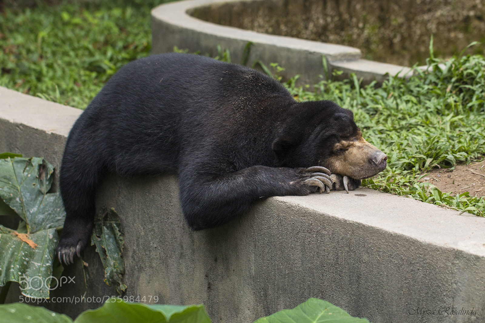 Canon EOS 70D sample photo. Teddy bear photography