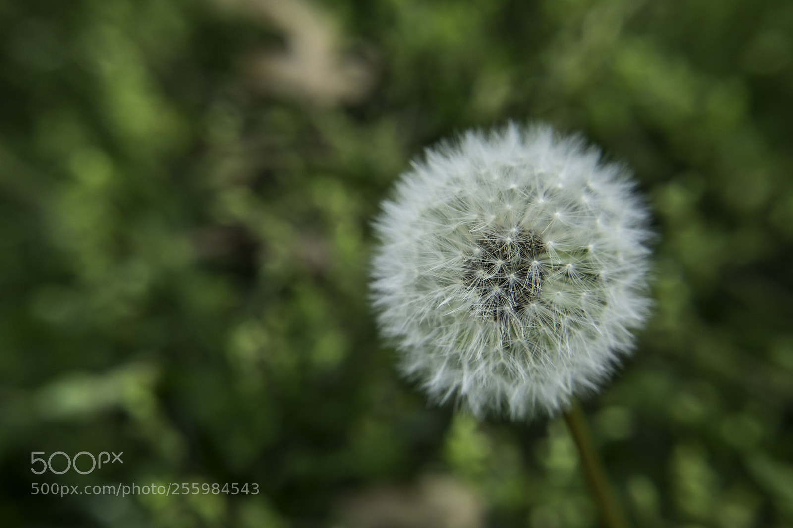 Canon EOS 5D Mark IV sample photo. Dandelion photography