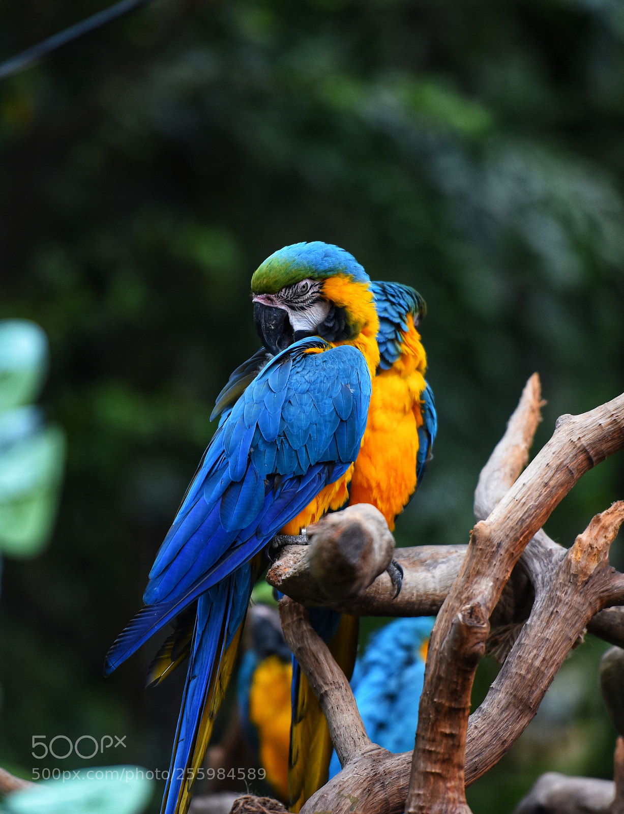 Nikon D810 sample photo. Parrot photography