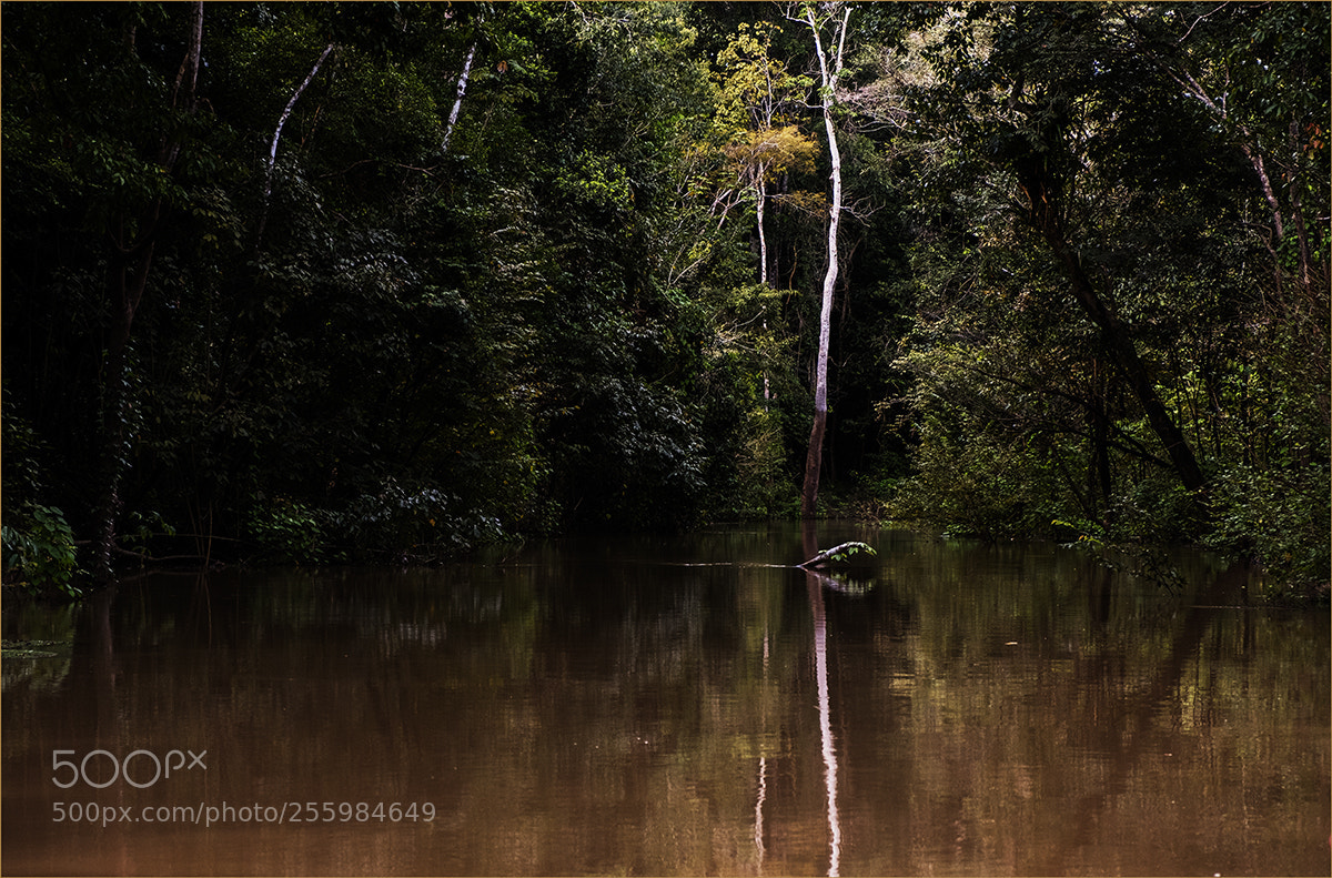 Fujifilm X-T2 sample photo. Into the jungle photography