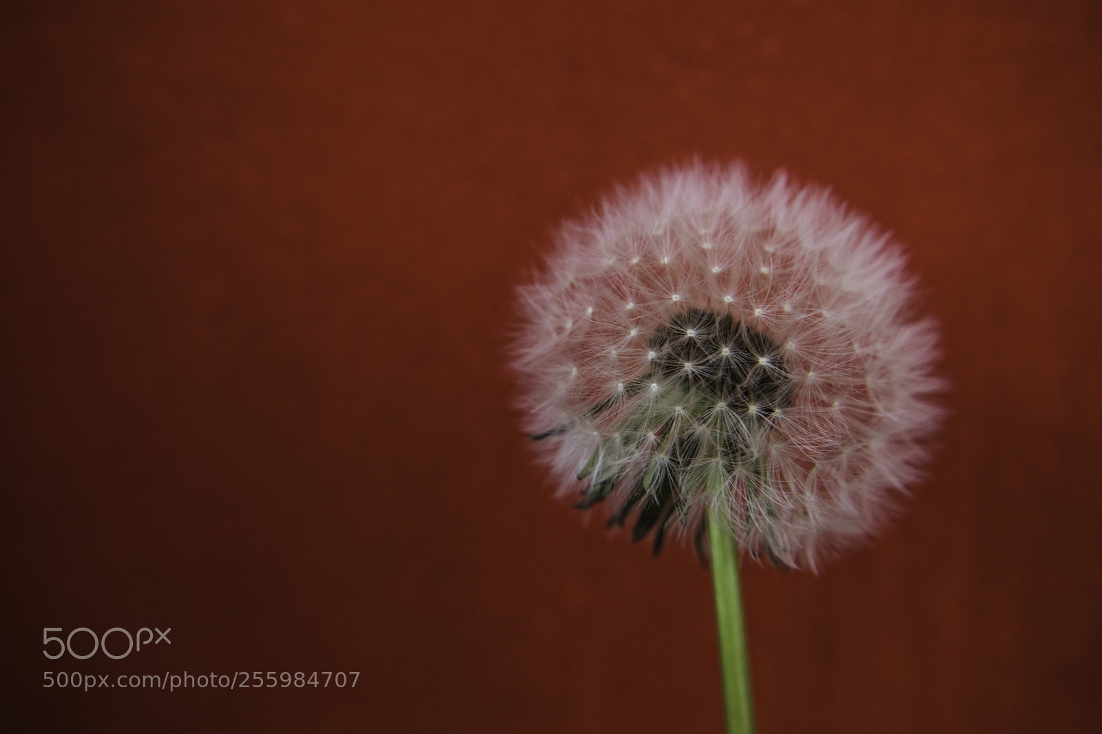 Canon EOS 5D Mark IV sample photo. Dandelion creamy photography
