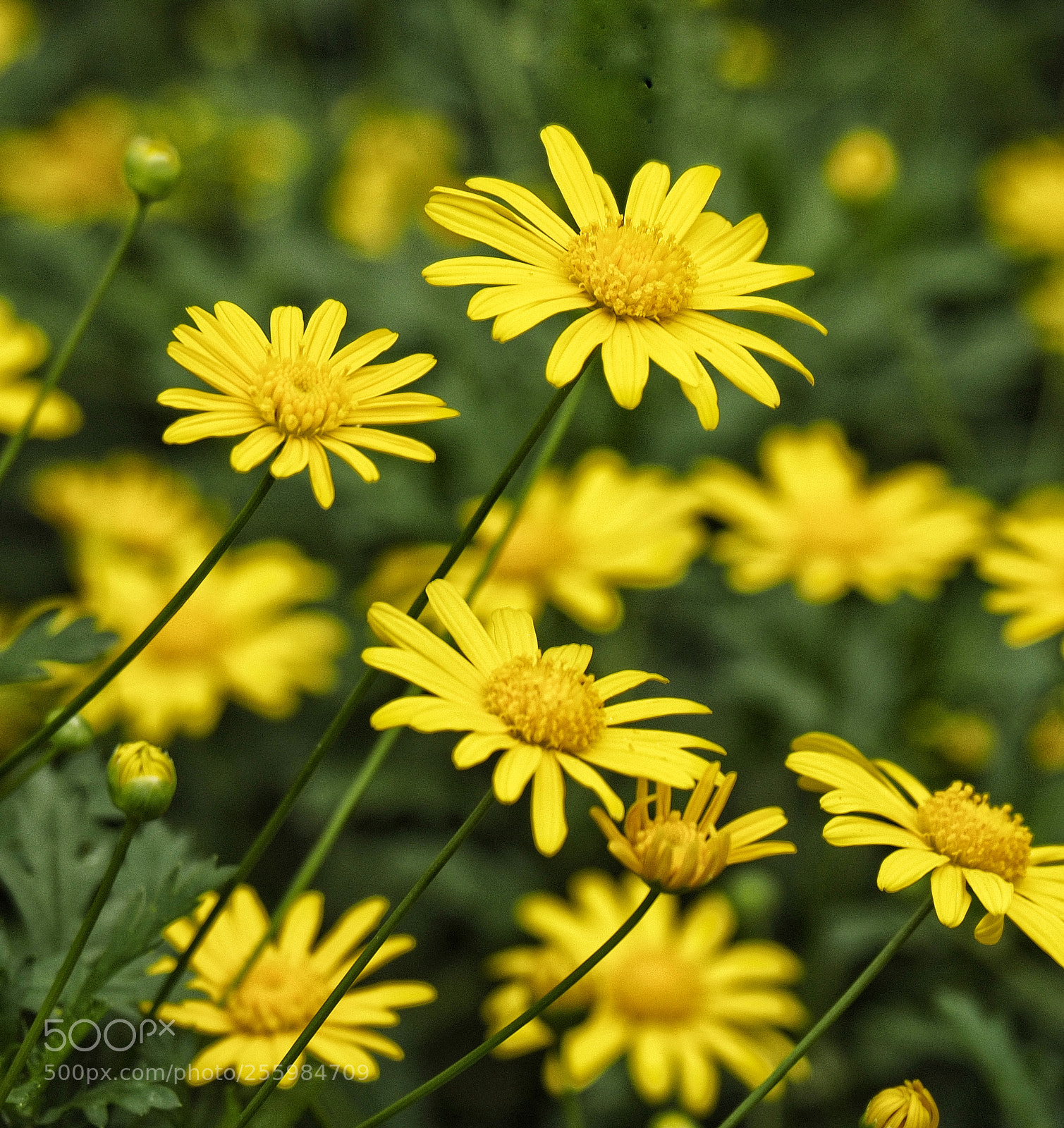 Olympus OM-D E-M1 sample photo. Yellow flower photography