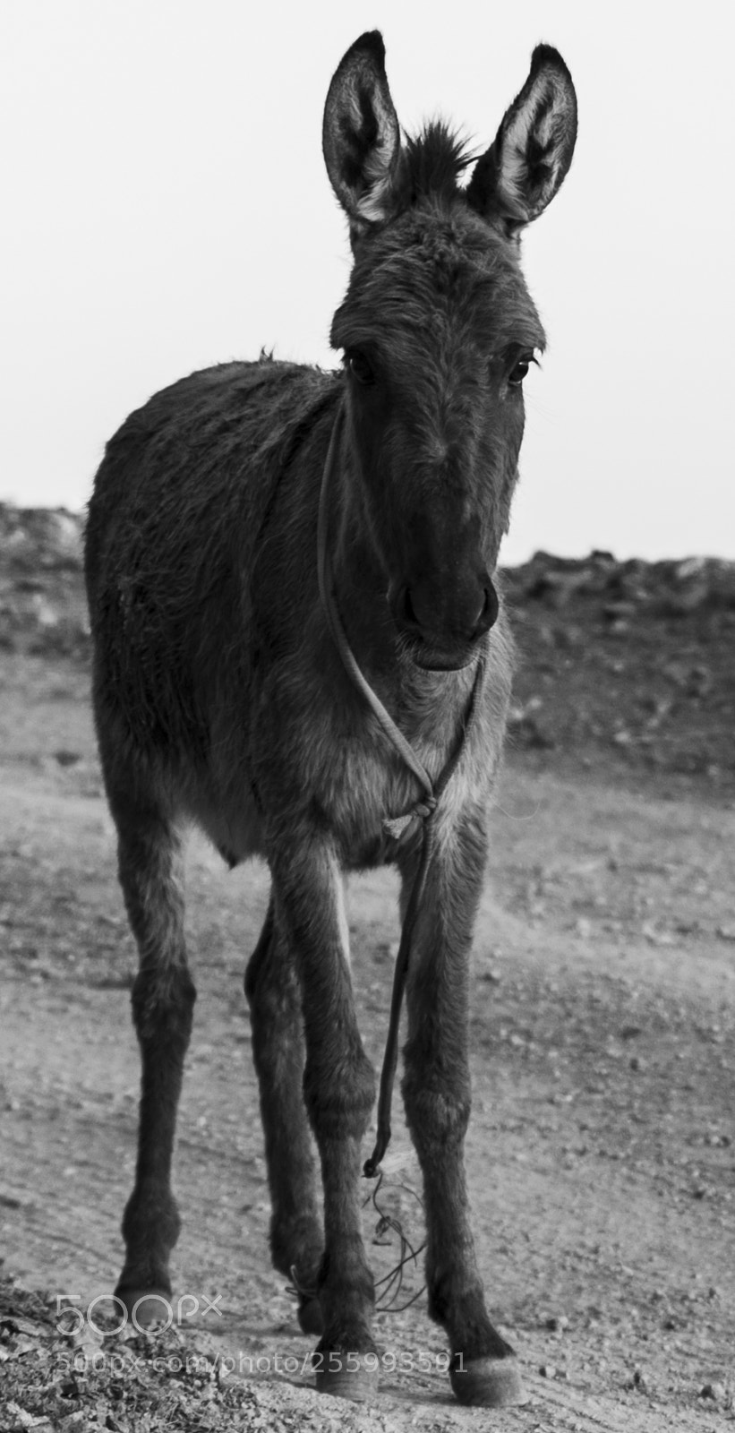 Nikon D750 sample photo. Mule photography