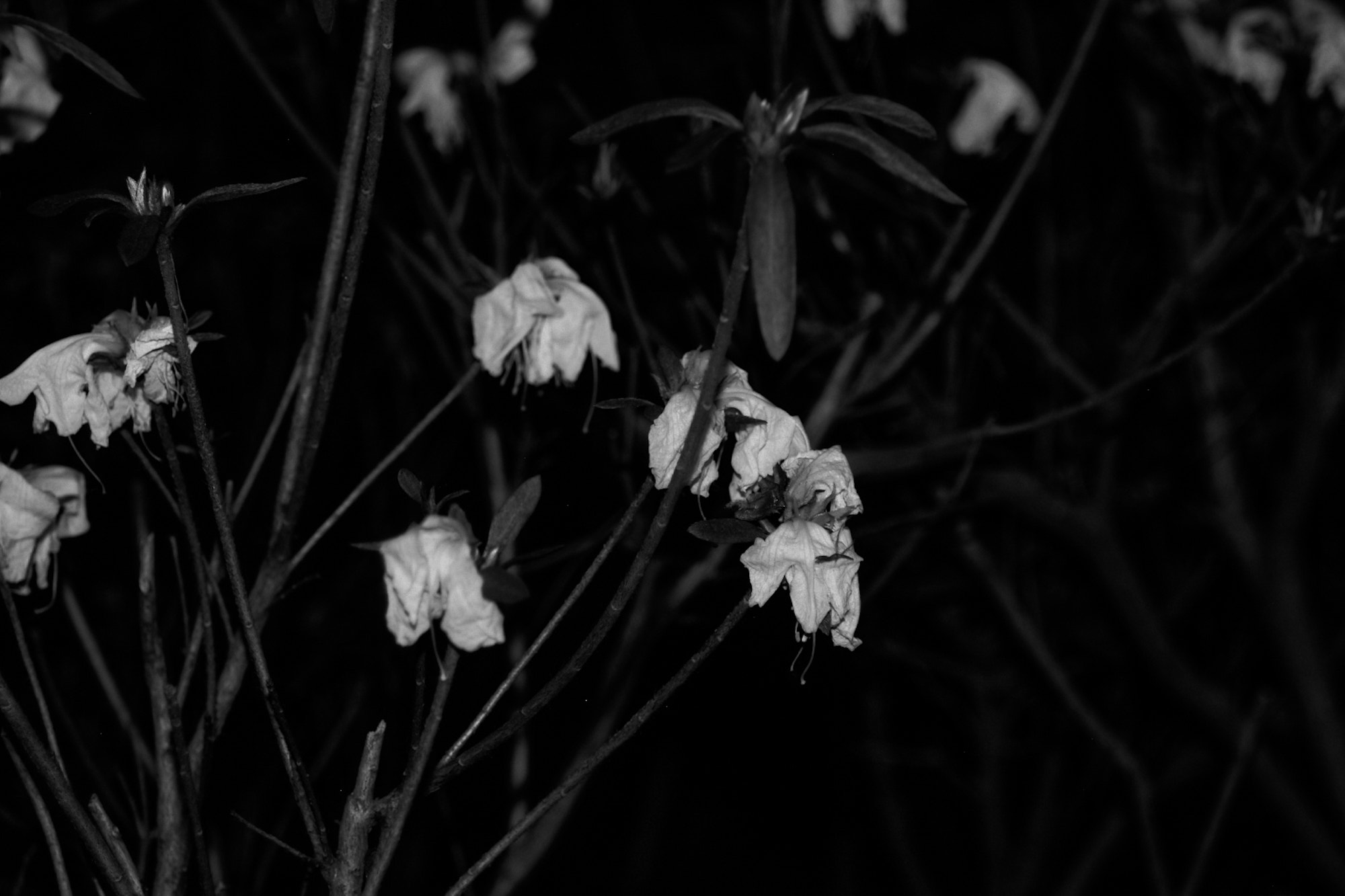 Pentax *ist D sample photo. Black and white flowers photography