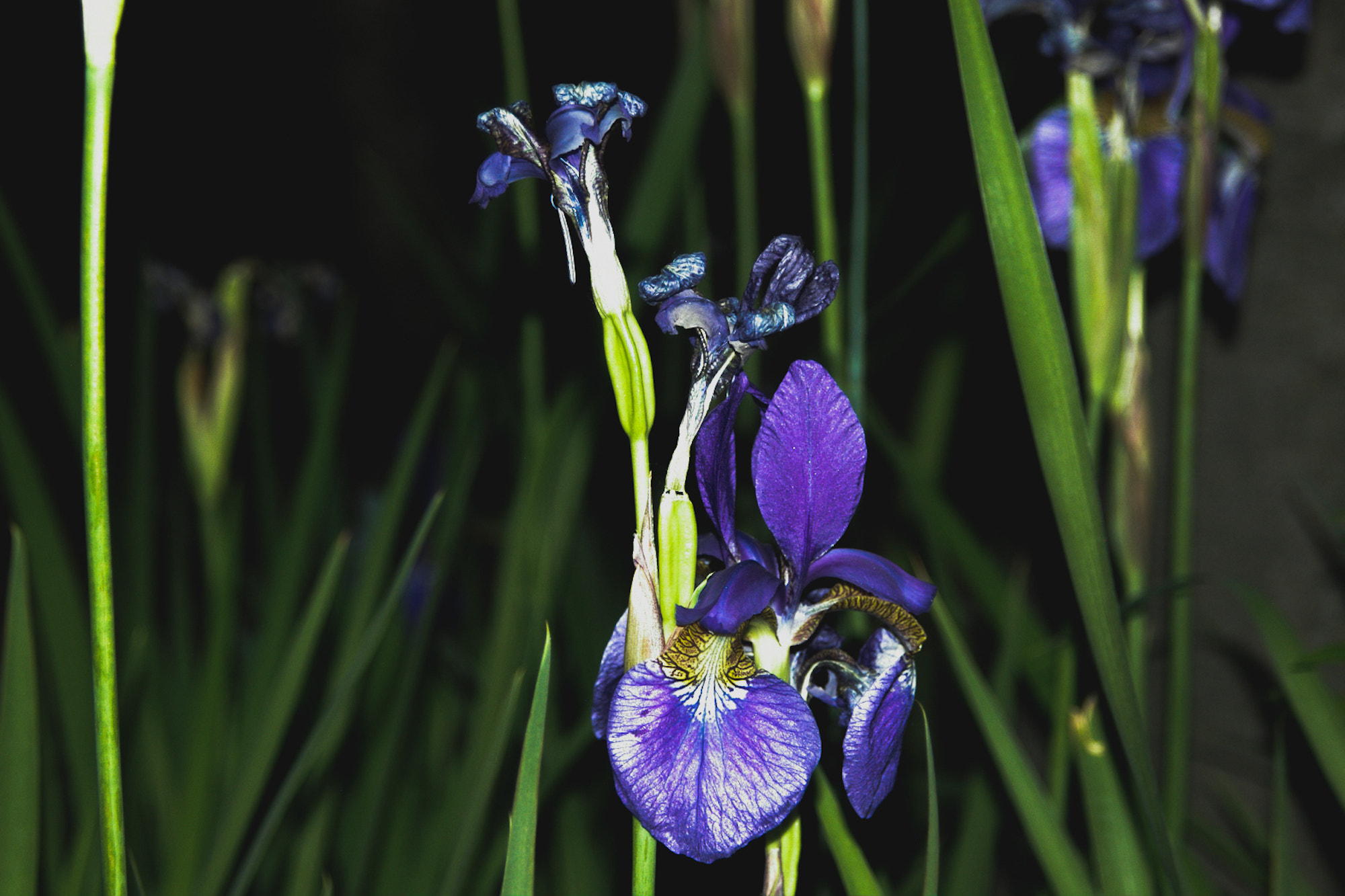 Pentax *ist D sample photo. Flowers at night ii photography