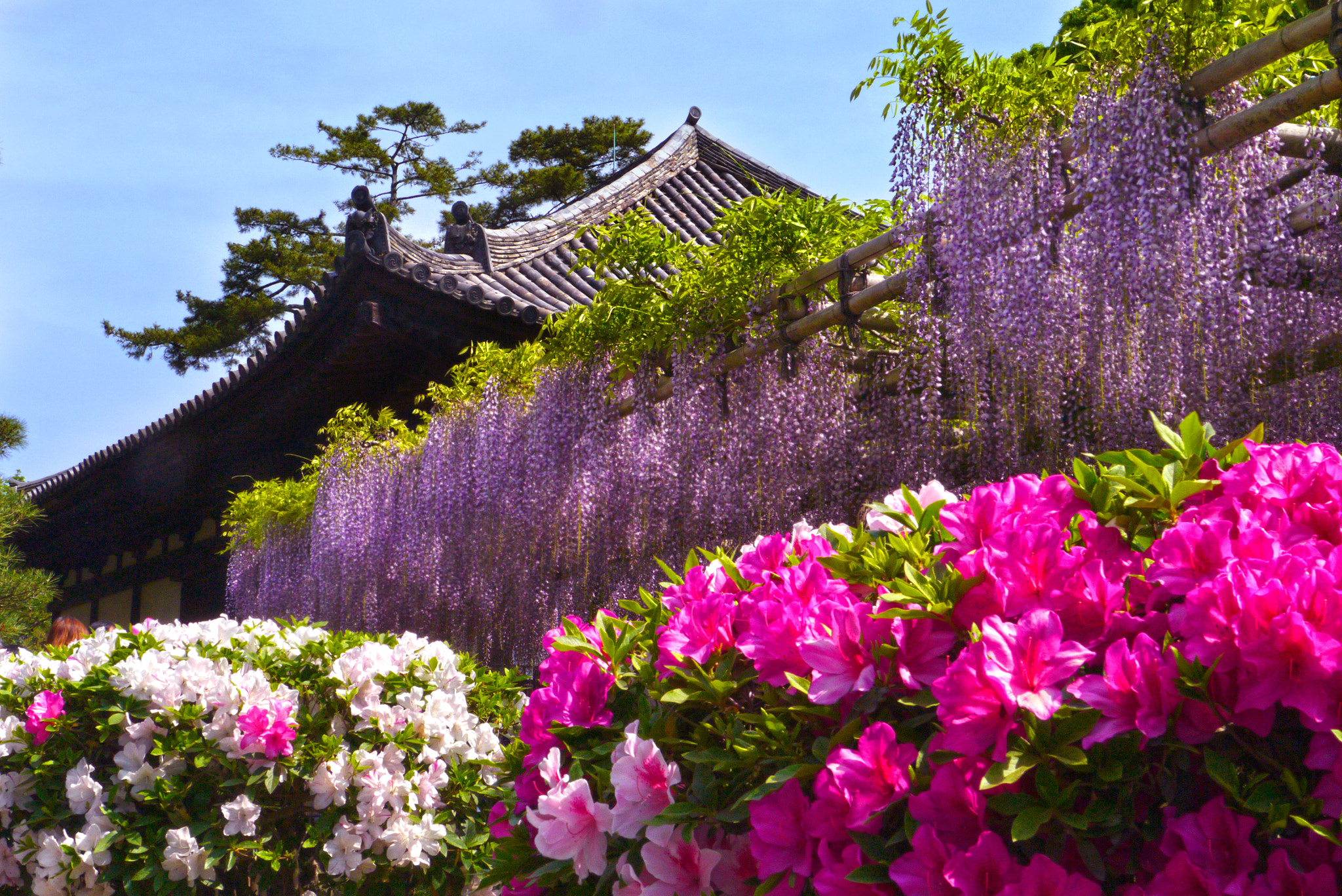 Panasonic Lumix DMC-GX1 sample photo. Spring in kyoto photography