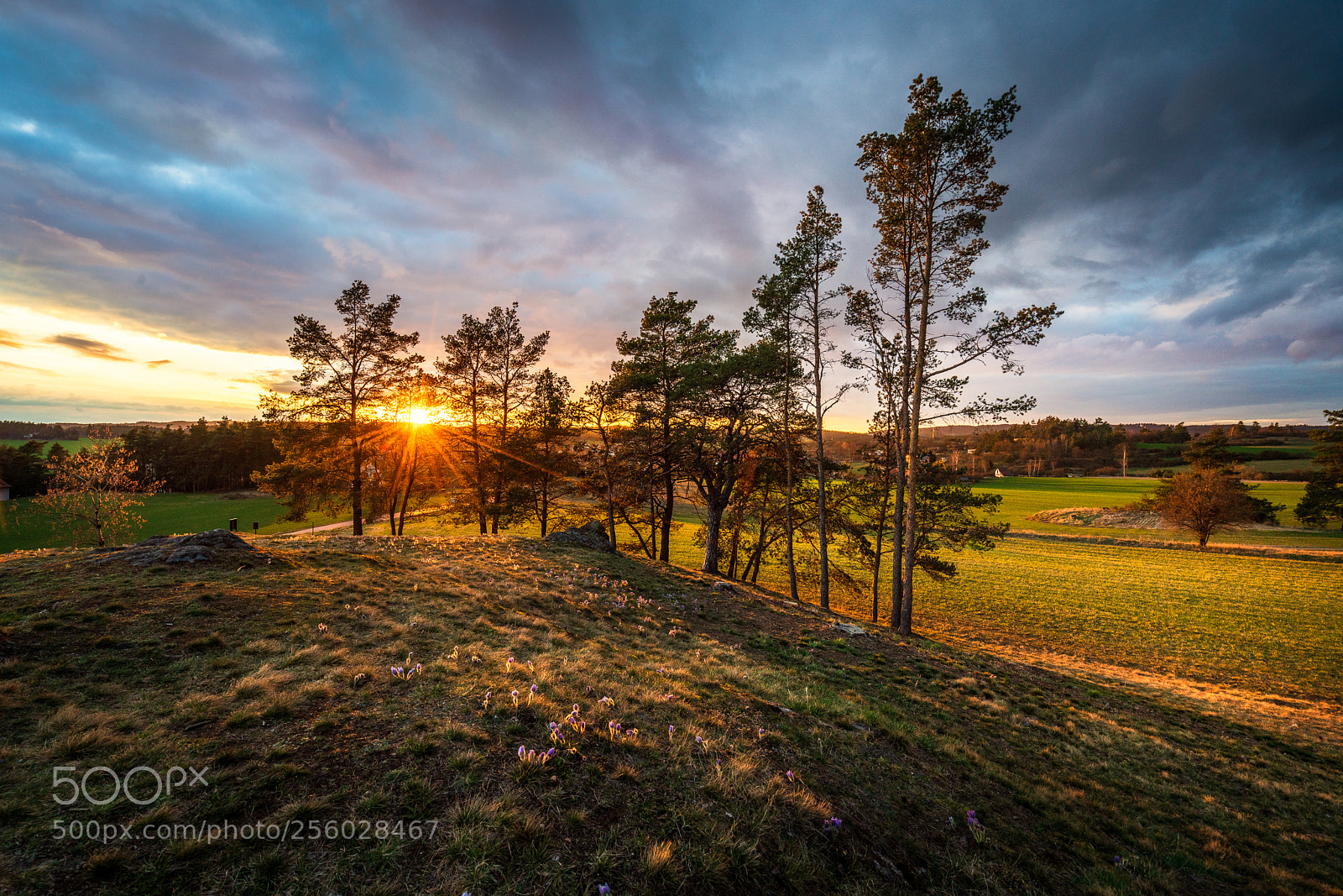 Sony a7R III sample photo. Sunset over pasqueflower field photography