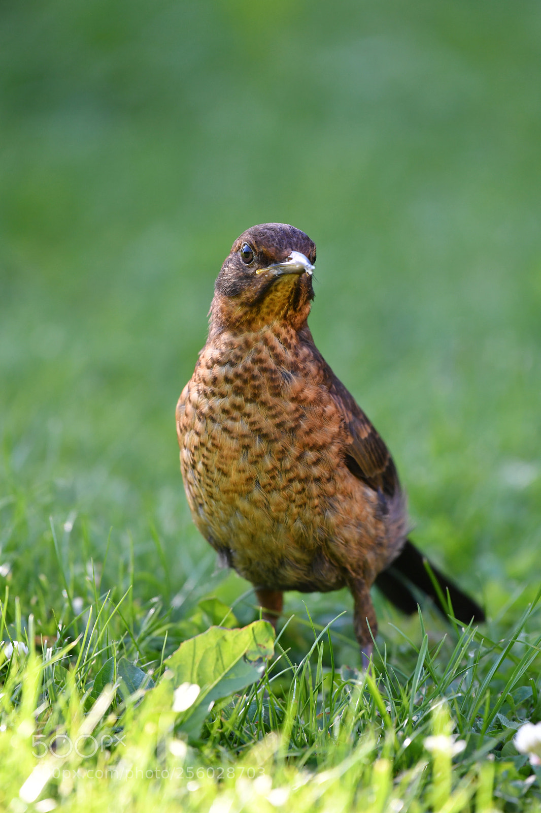 Nikon D5 sample photo. Petite rencontre photography