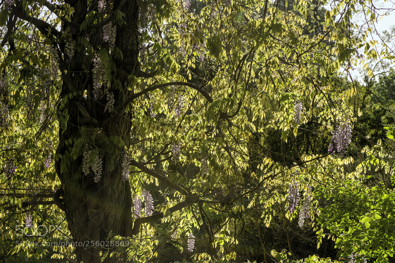 Nikon D610 sample photo. Por fin lleg la photography