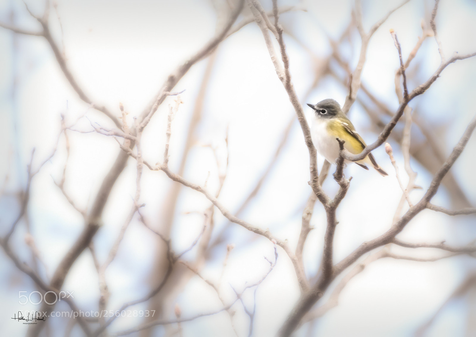 Nikon D810 sample photo. Blue headed vireo photography
