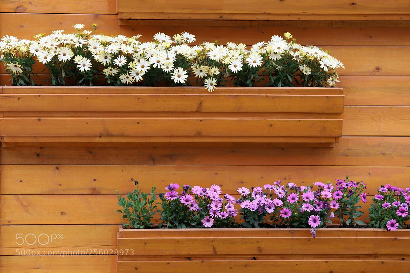 Canon EOS 6D Mark II sample photo. Untitled photography