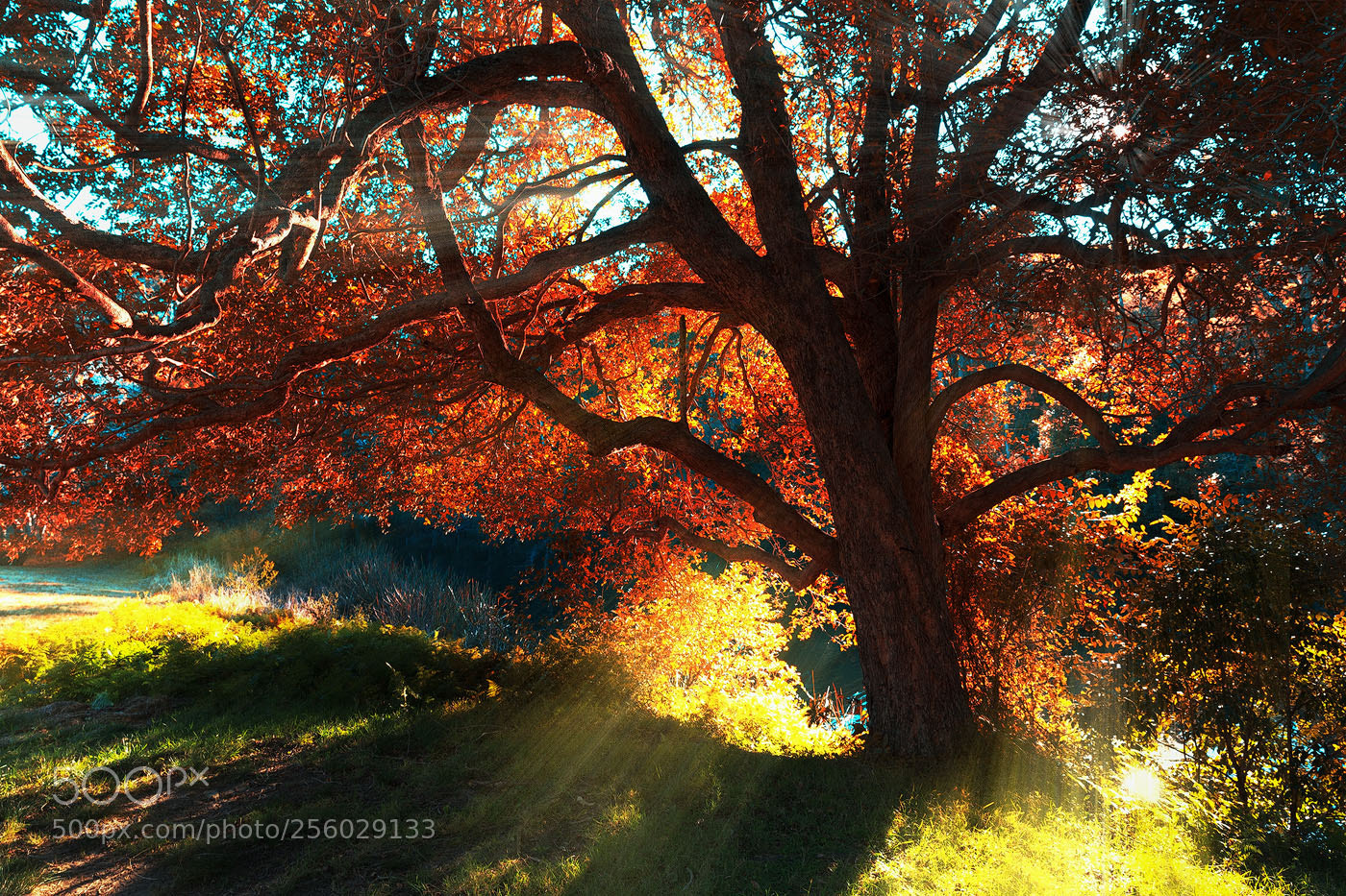 Canon EOS 5D Mark II sample photo. Tree photography