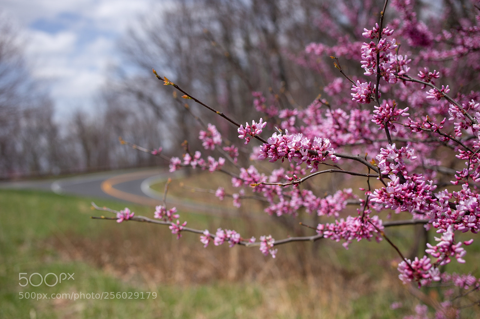 Canon EOS 6D sample photo. Spring on the skyline photography