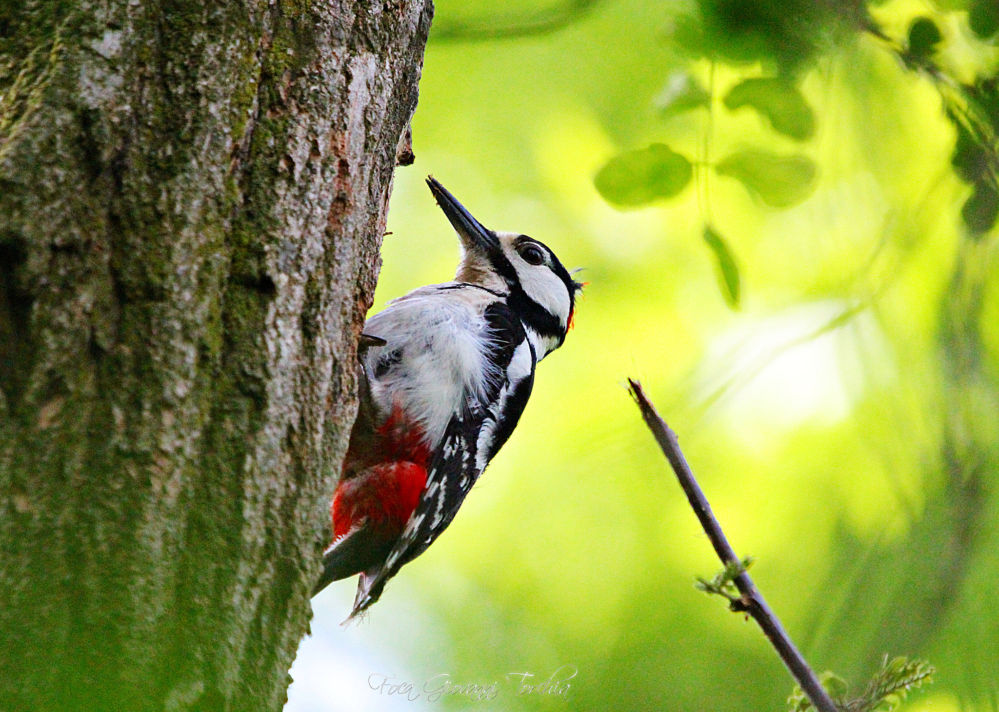 Sigma 150-600mm F5-6.3 DG OS HSM | C sample photo. Picchio rosso maggiore - photography