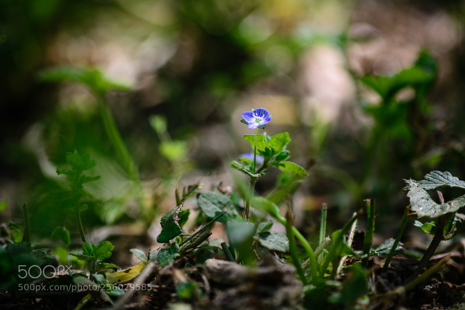 Nikon D7100 sample photo. Still got the blue photography