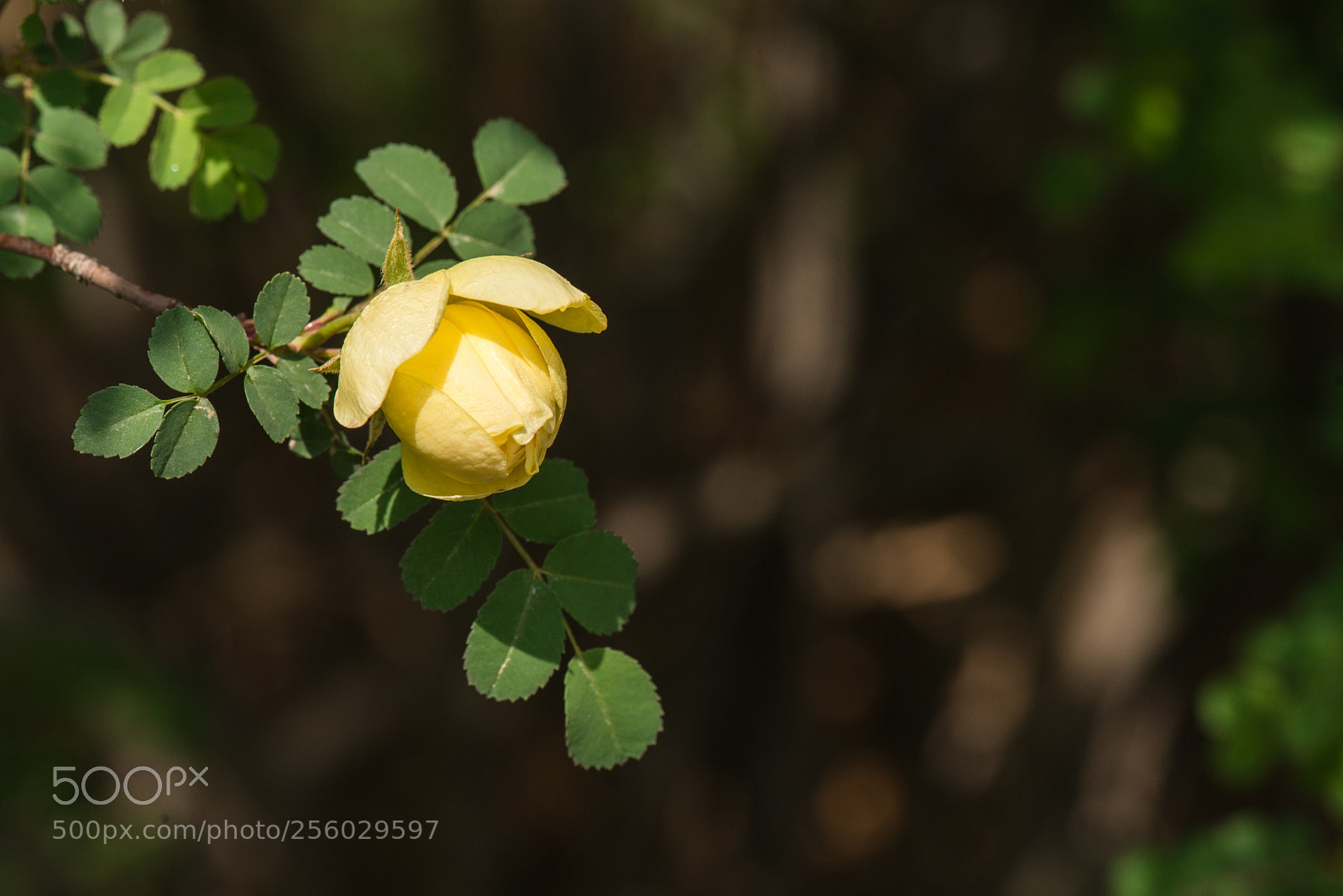Nikon D800E sample photo. Untitled photography