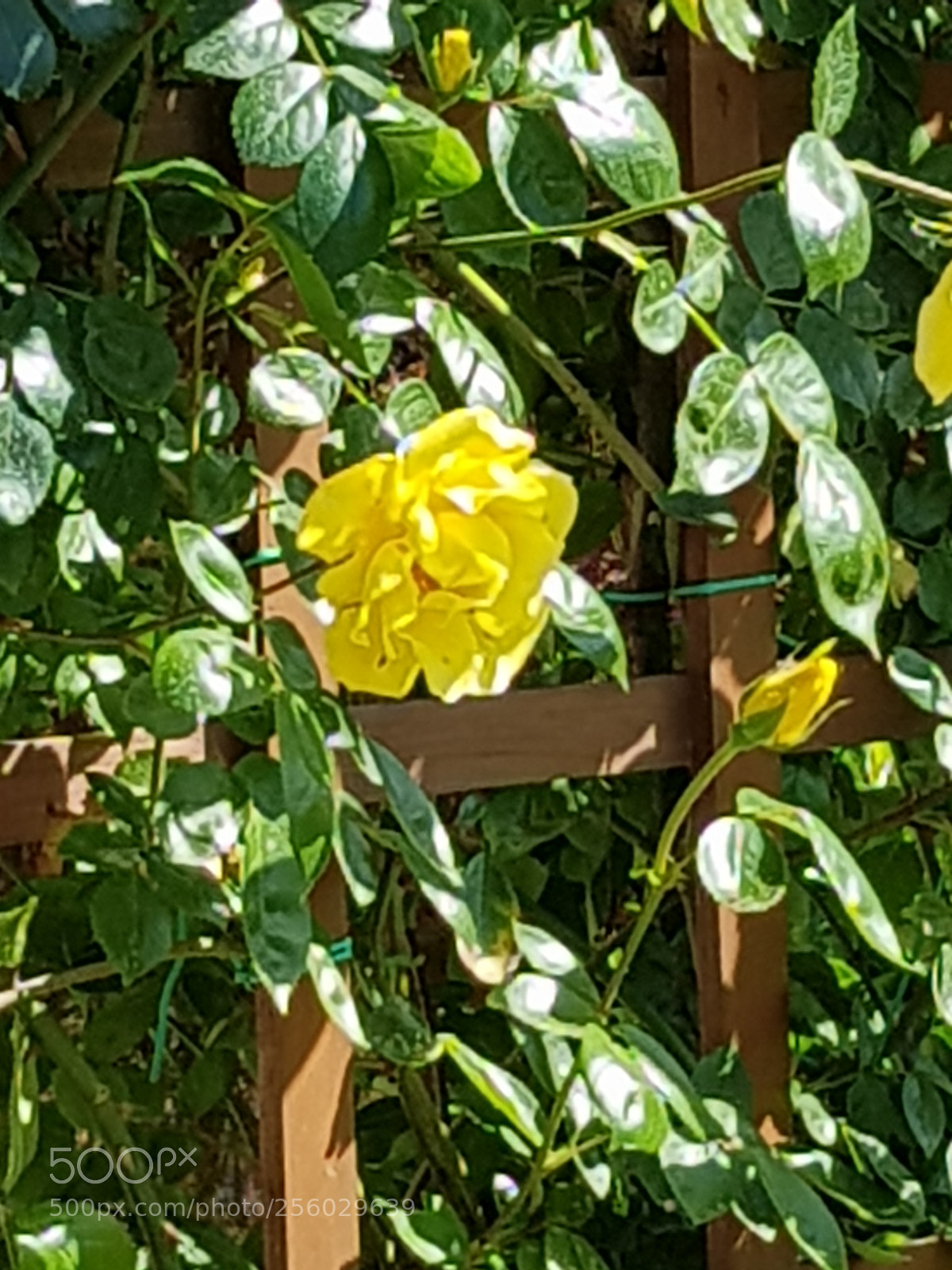 Samsung Galaxy S8 sample photo. Untitled photography