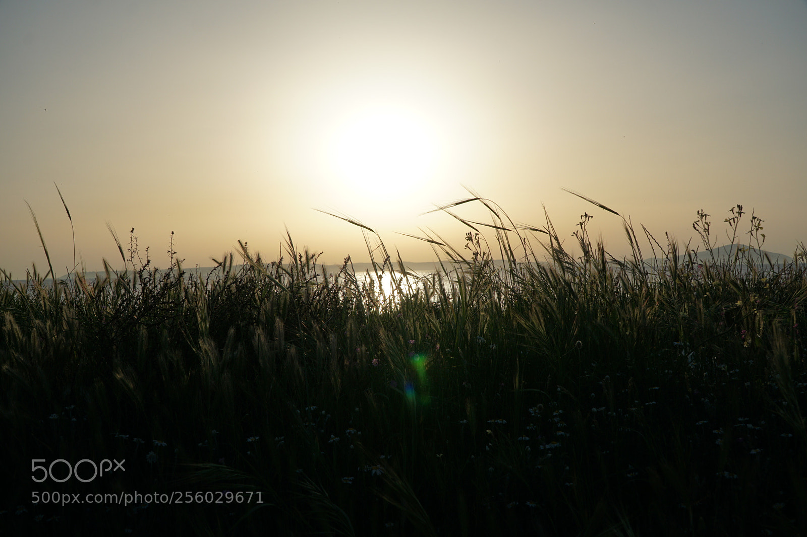 Sony a6000 sample photo. . photography