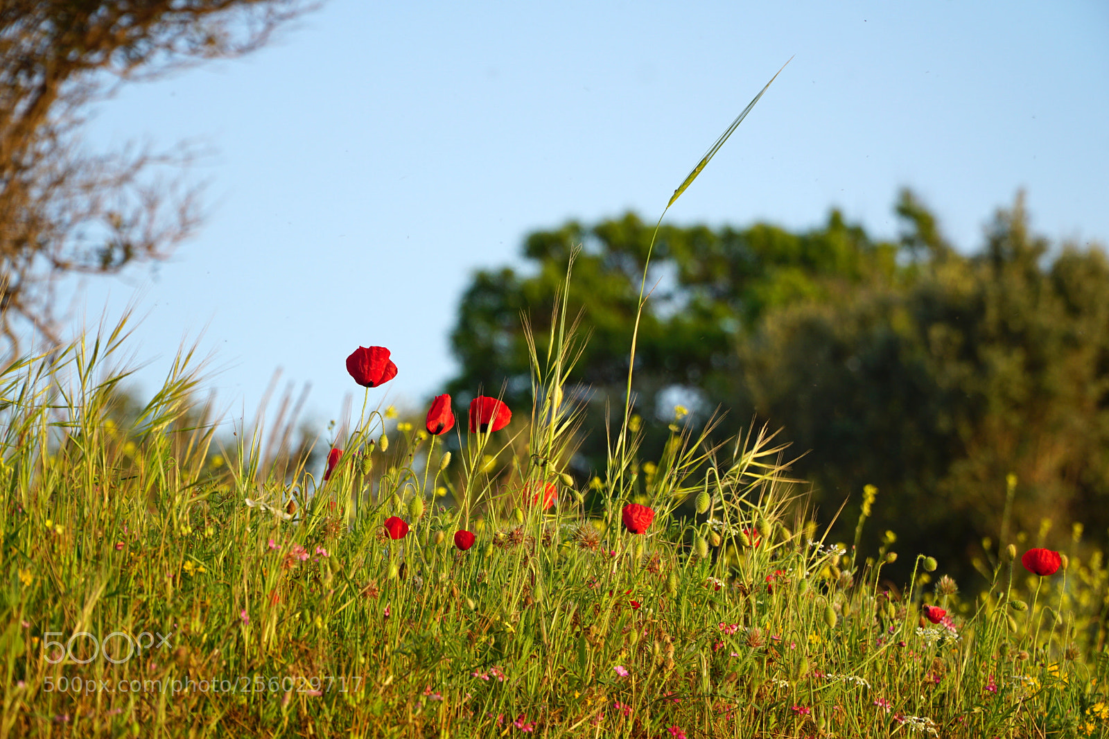 Sony a6000 sample photo. . photography