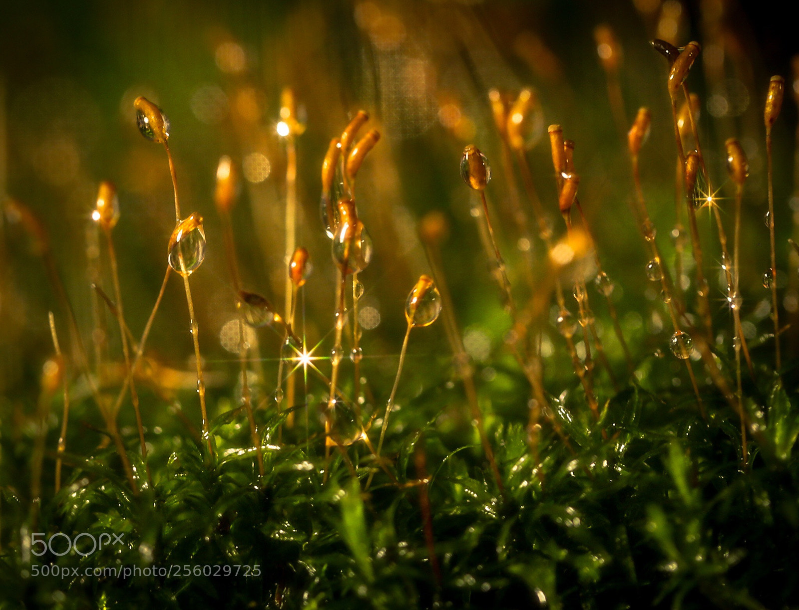 Canon EOS 6D sample photo. Macroworld photography