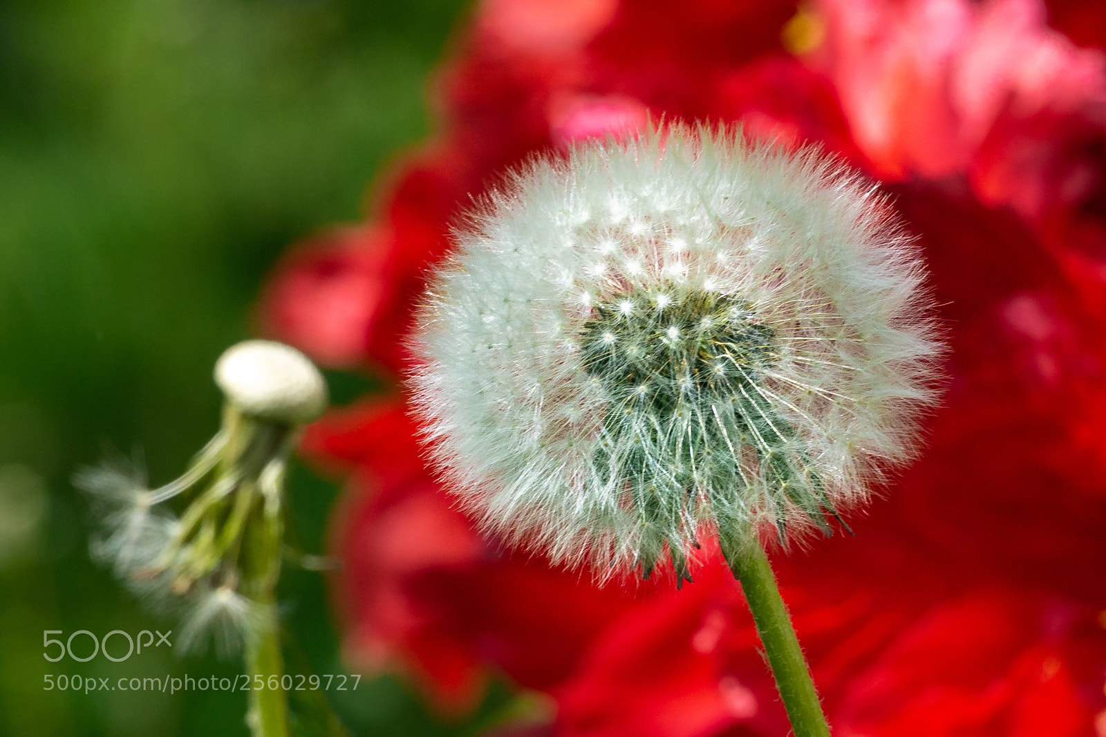 Sony a6000 sample photo. Pusteblume photography