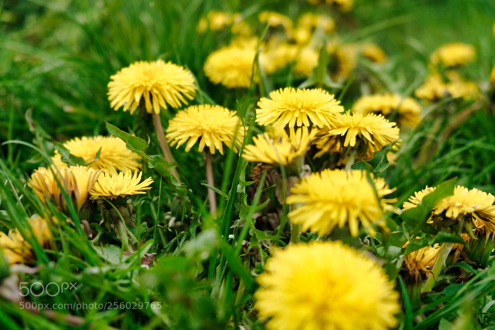 Fujifilm X-Pro2 sample photo. Dandelion photography