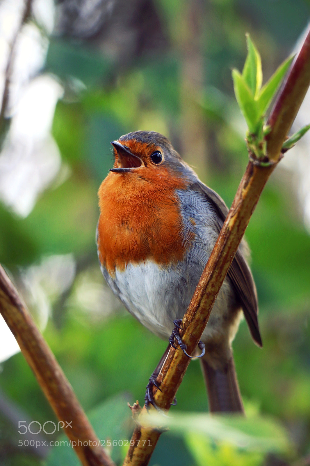 Canon EOS 70D sample photo. Robin photography