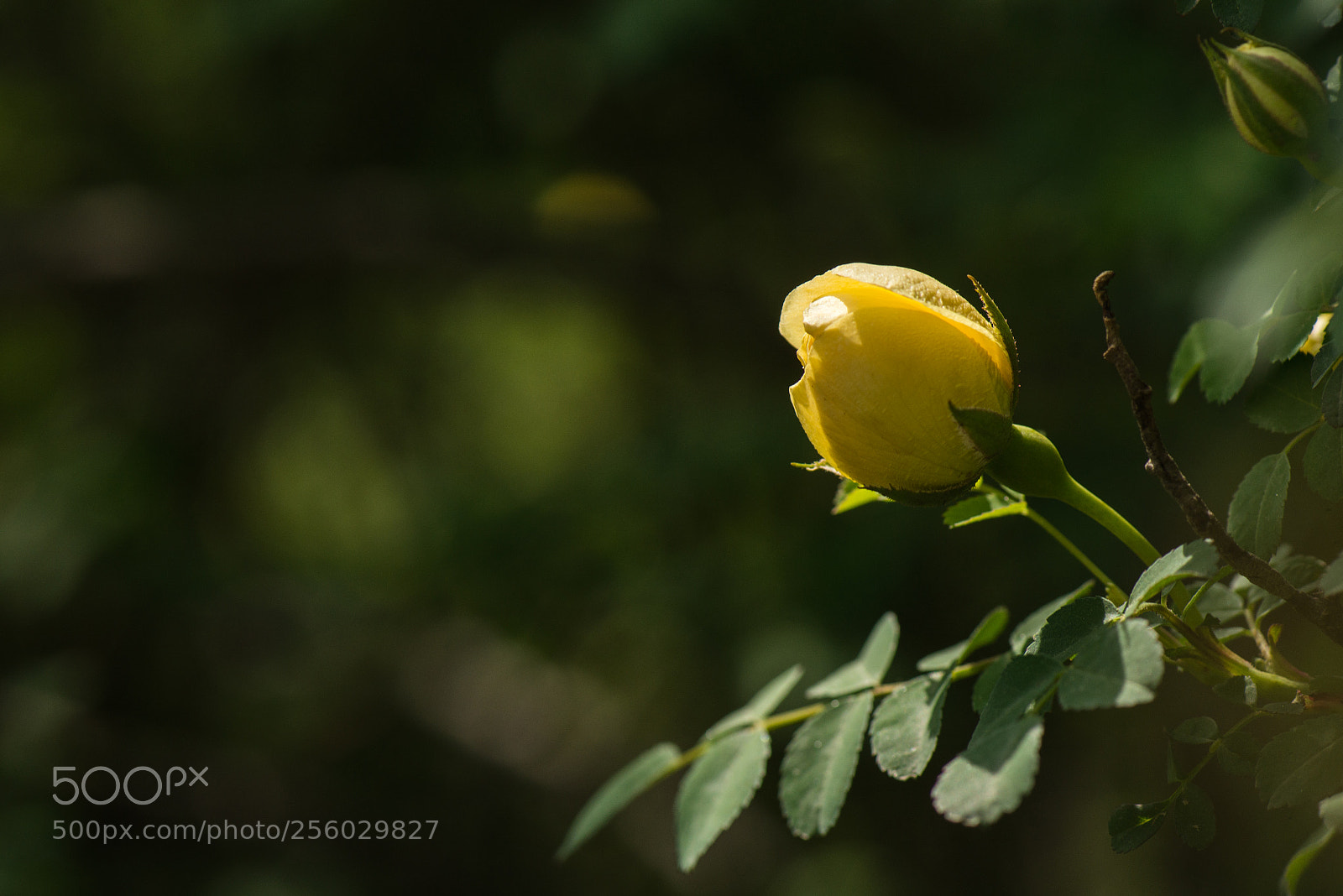 Nikon D800E sample photo. Untitled photography