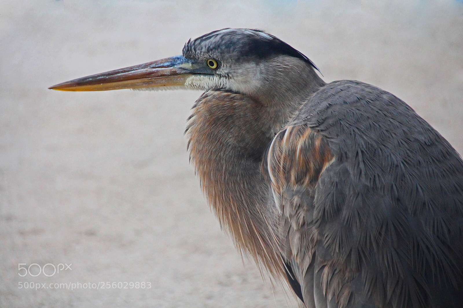 Canon EOS 700D (EOS Rebel T5i / EOS Kiss X7i) sample photo. Beach bum photography