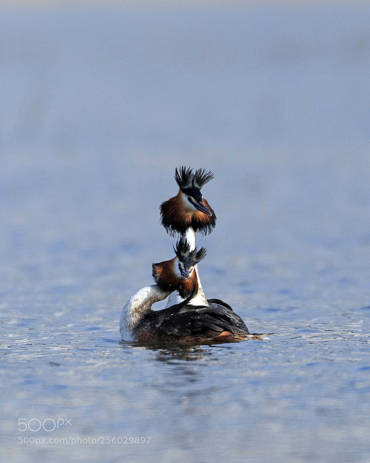 Canon EOS-1D X sample photo. Great crested grebes playing photography