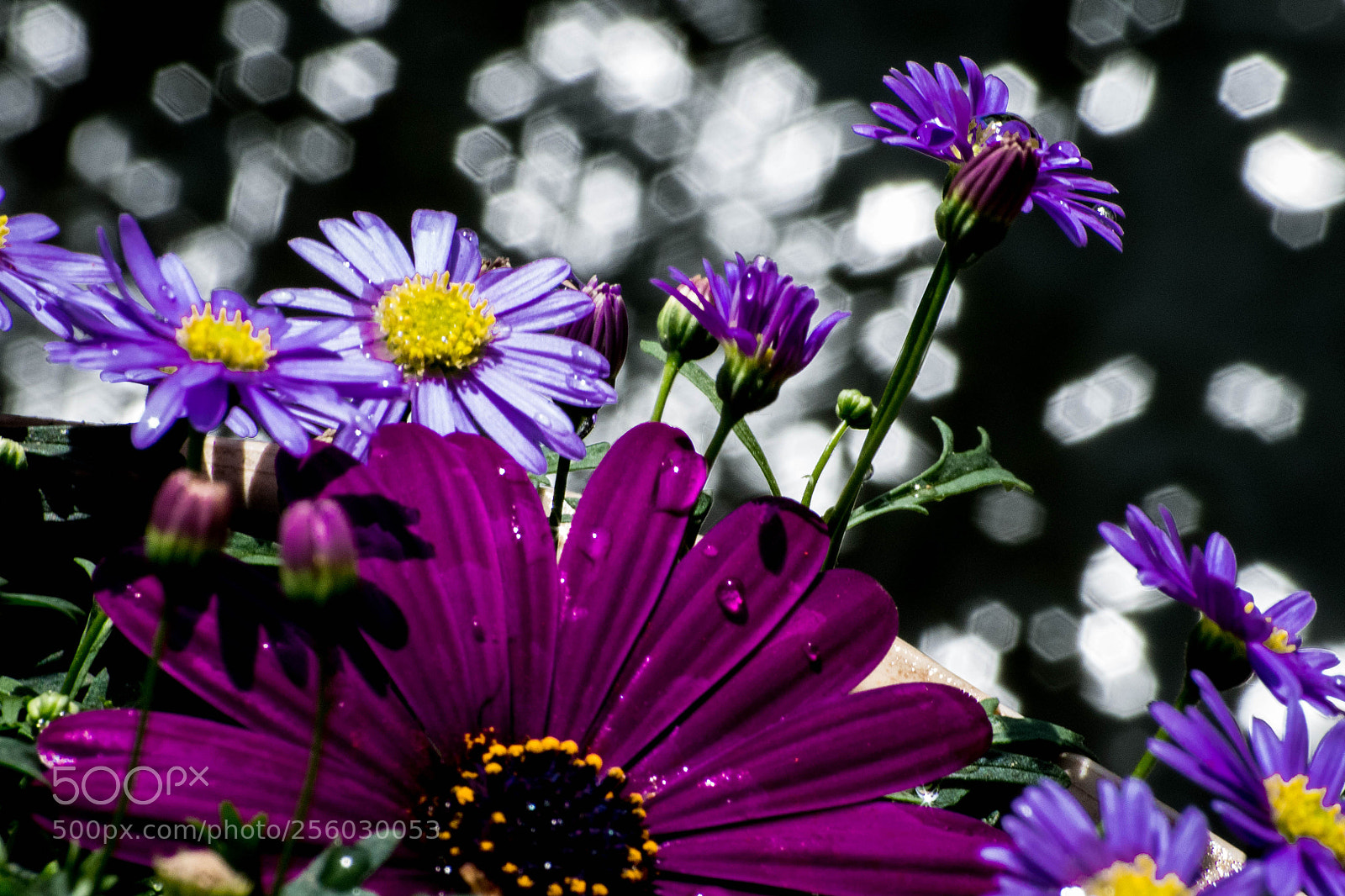 Pentax K-S2 sample photo. Flowers photography