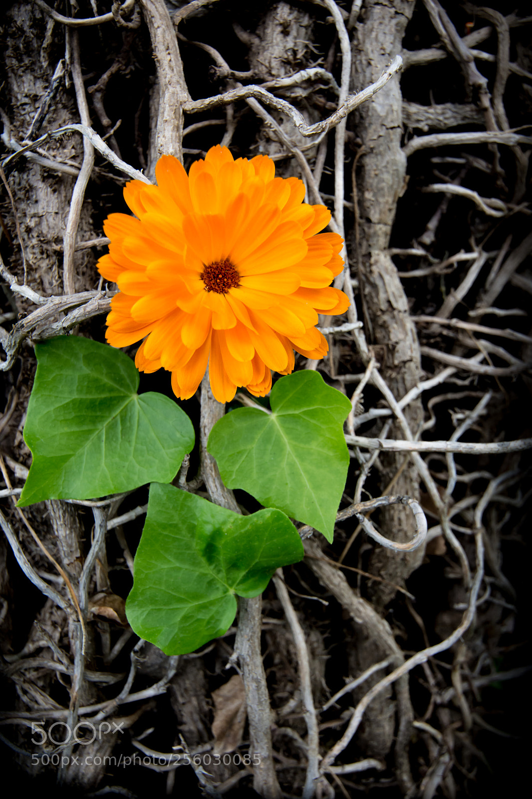 Nikon D7200 sample photo. Resistenza photography