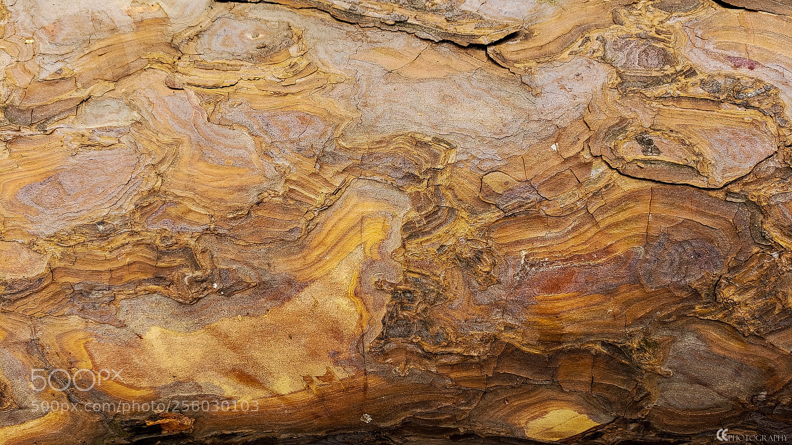Samsung Galaxy S9+ sample photo. Wood colors photography