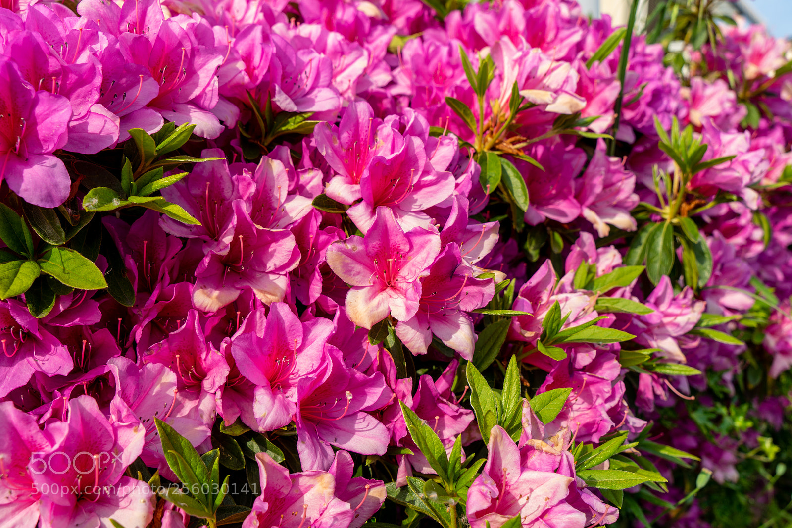 Sony a7 II sample photo. Flower photography