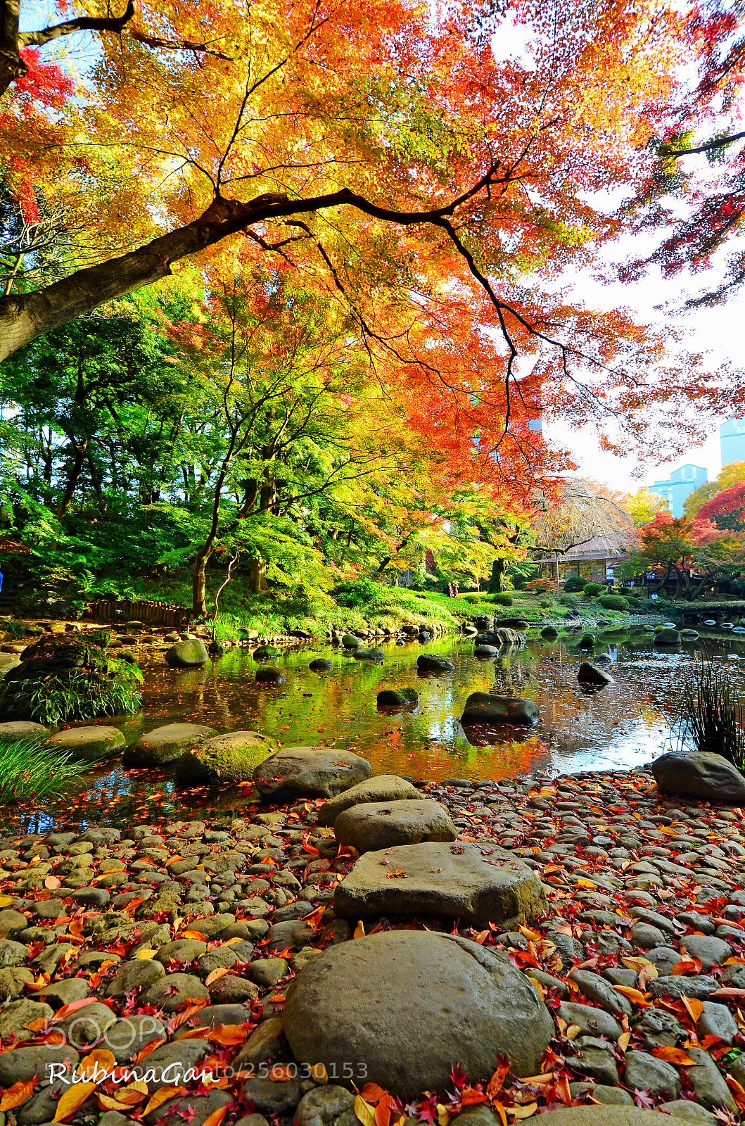 Nikon D7000 sample photo. Walk with me. koishikawa photography