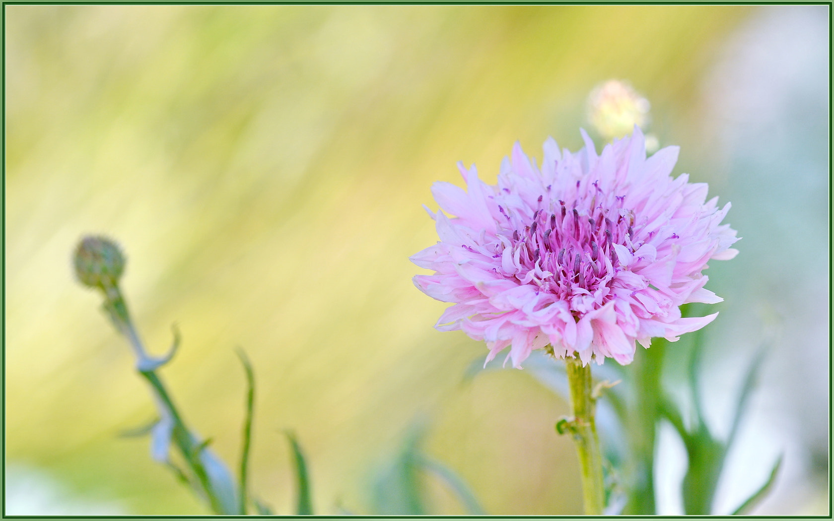 Nikon D850 sample photo. Pink cornflowers photography