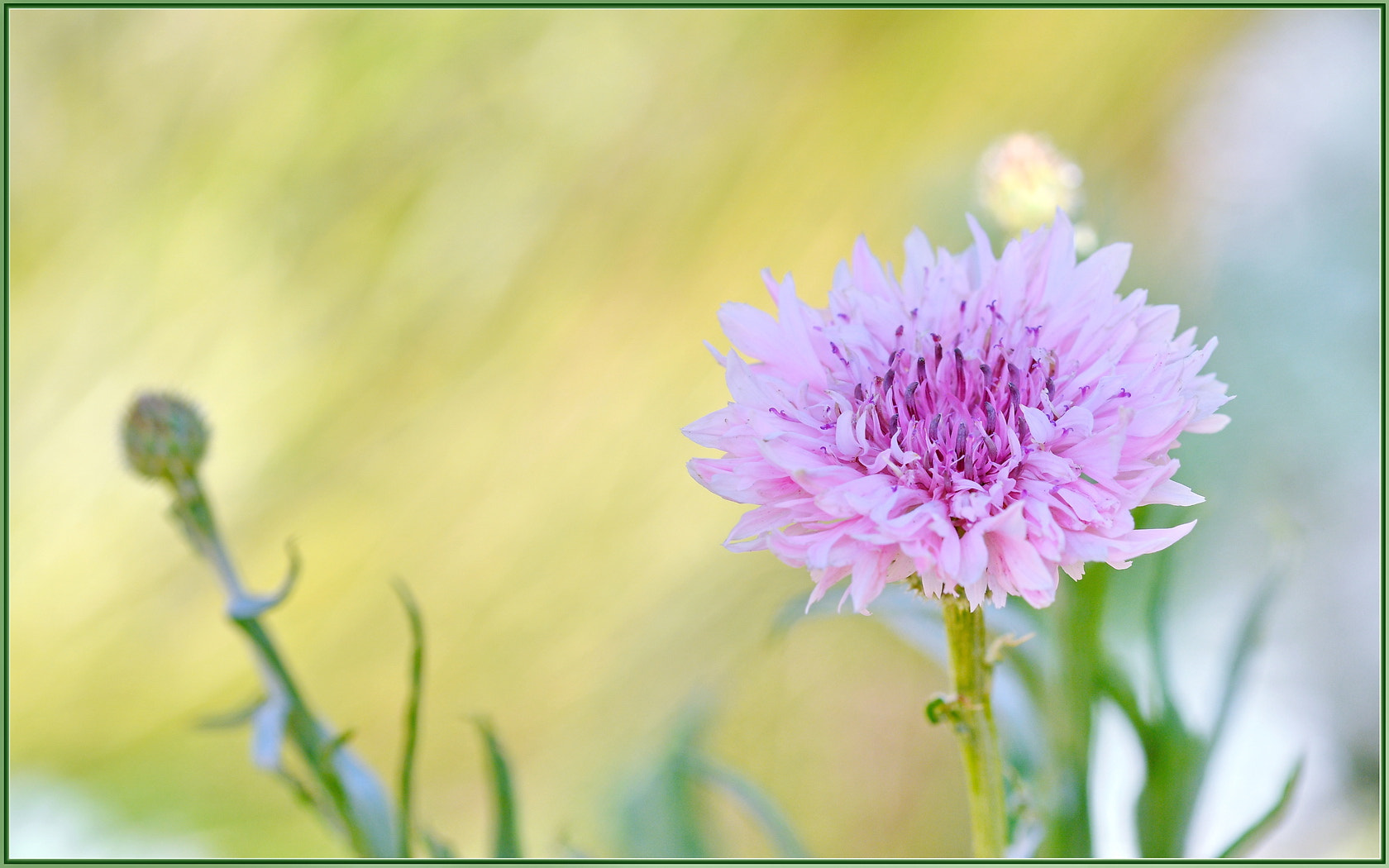 Sigma 105mm F2.8 EX DG OS HSM sample photo. Pink cornflowers photography