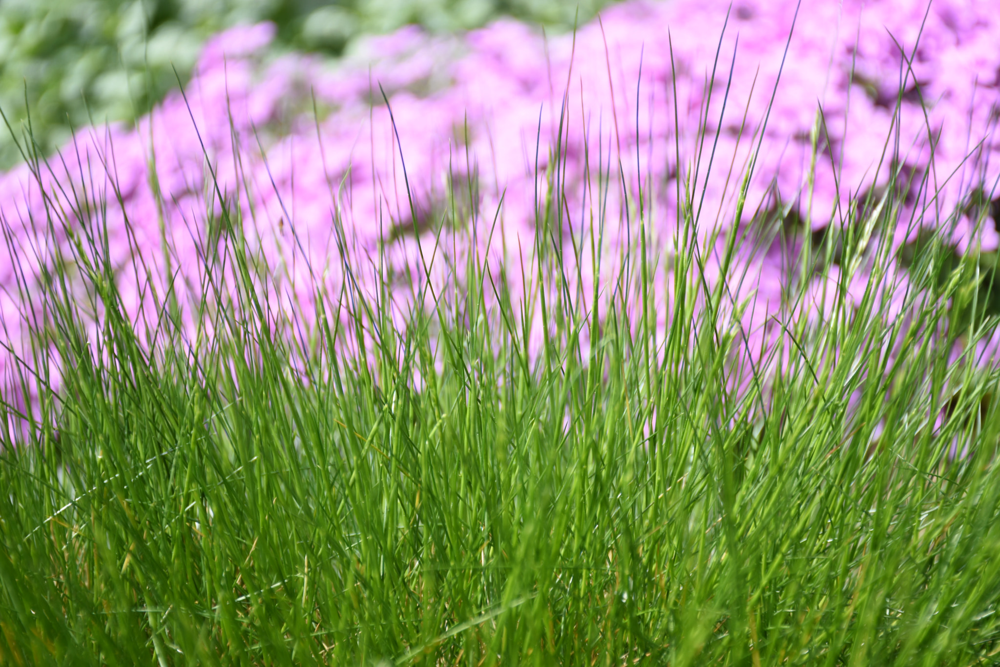 Nikon D5600 sample photo. Spring photography